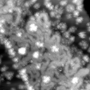 m10631_ori