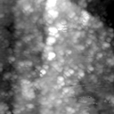 m21547_ori