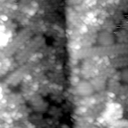 m21554_ori