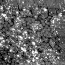 m21577_ori